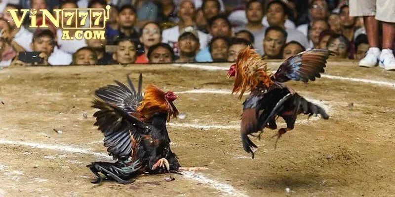 Bỏ túi những mẹo chơi đá gà tại Vin777 hiệu quả